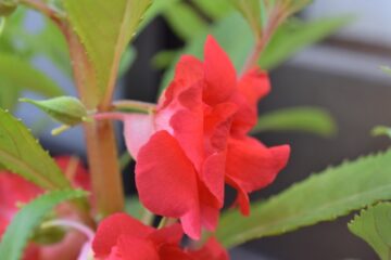 鳳仙花