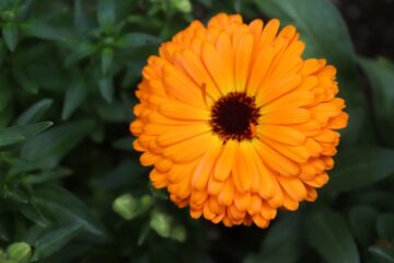 金盞花