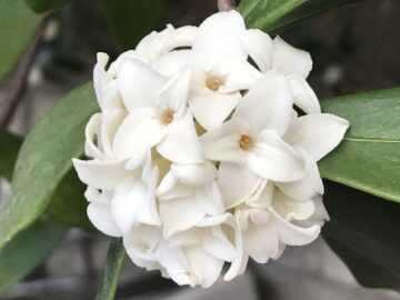 沈丁花